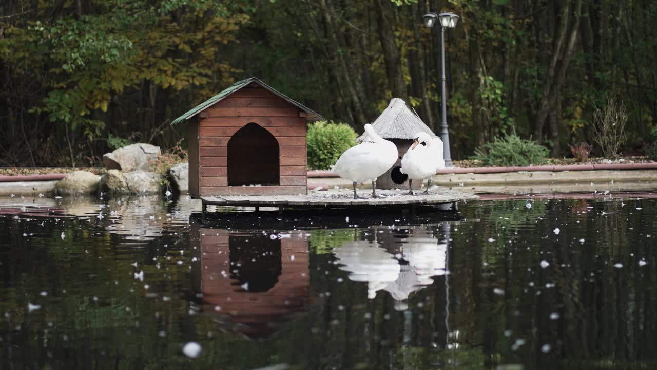 湖面上一对天鹅和房子的倒影视频下载