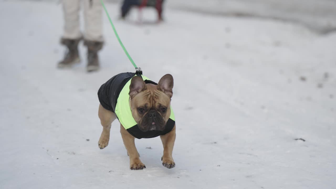 穿着夹克和皮带的法国斗牛犬，冬天在雪地上奔跑，慢动作视频下载