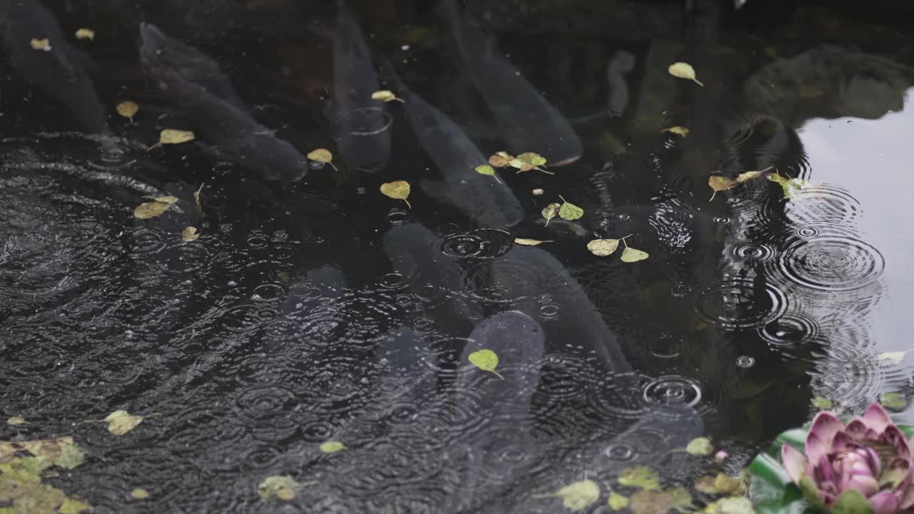 在池塘里游泳的鲤鱼俯视图视频下载