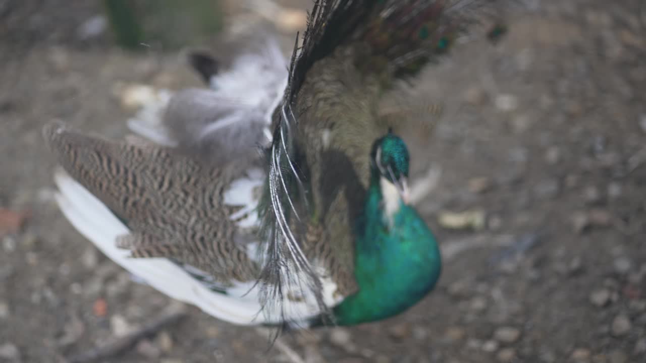 美丽的孔雀挥舞着开放的彩色尾羽，慢动作视频下载