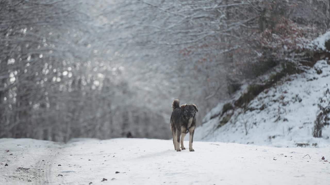 冬天，保护财产的狗在森林里嚎叫，背景是白雪覆盖的树木视频下载