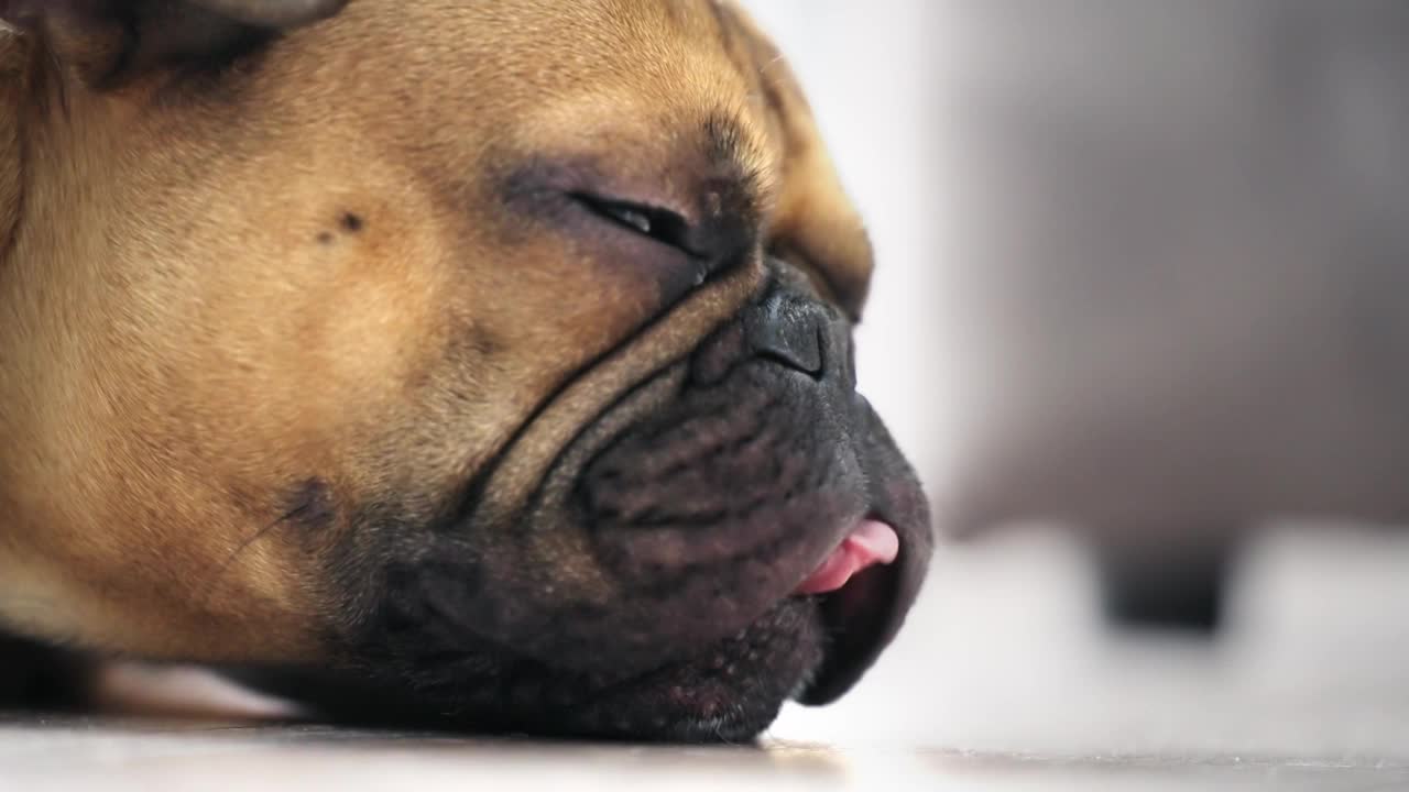昏昏欲睡可爱的法国斗牛犬躺在沙发上闭着眼睛视频下载