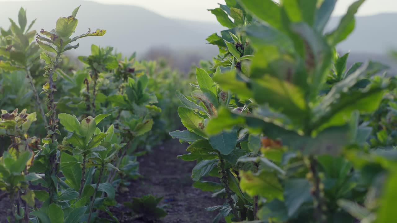 泰国乡村日落时的烟草田全景，农业作物全景视频下载