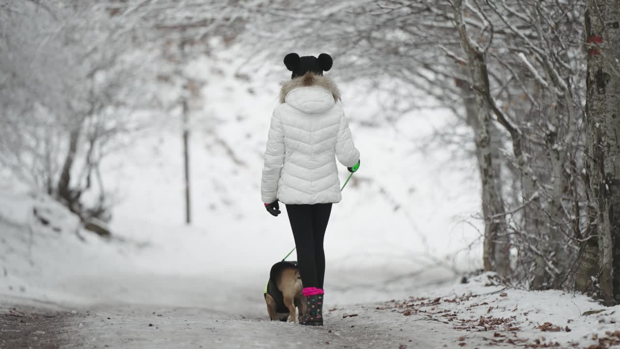 冬天，一只法国斗牛犬和年轻的女主人在公园里被雪覆盖的树林里散步，慢动作视频下载