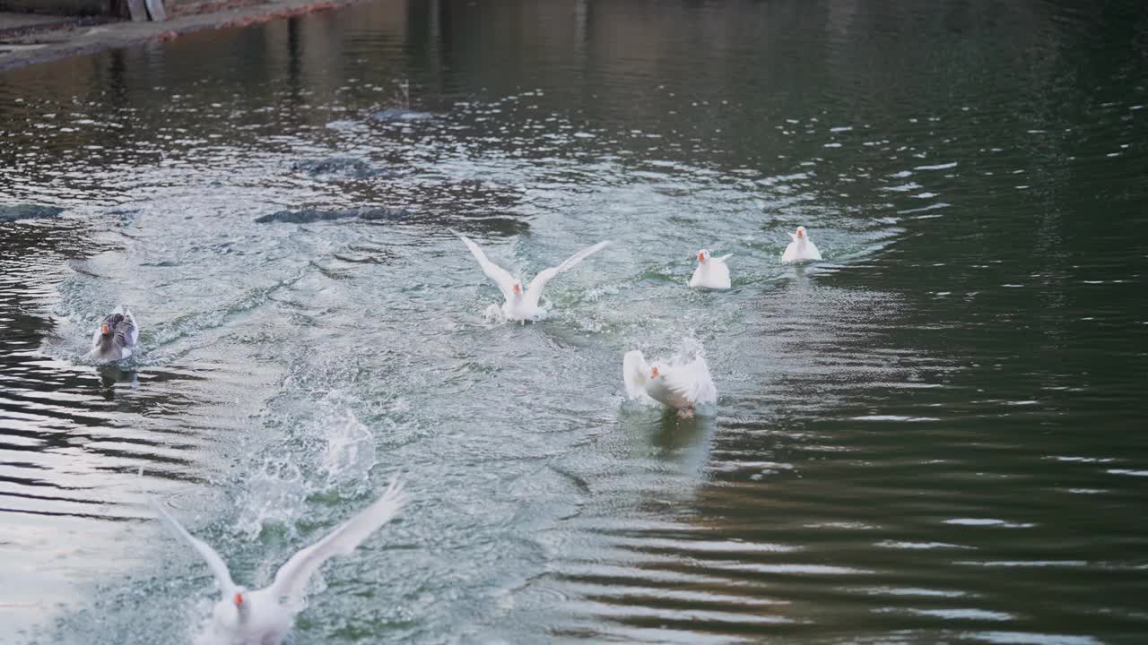 一群鹅扇动着翅膀在湖面上飞翔，动作缓慢视频下载