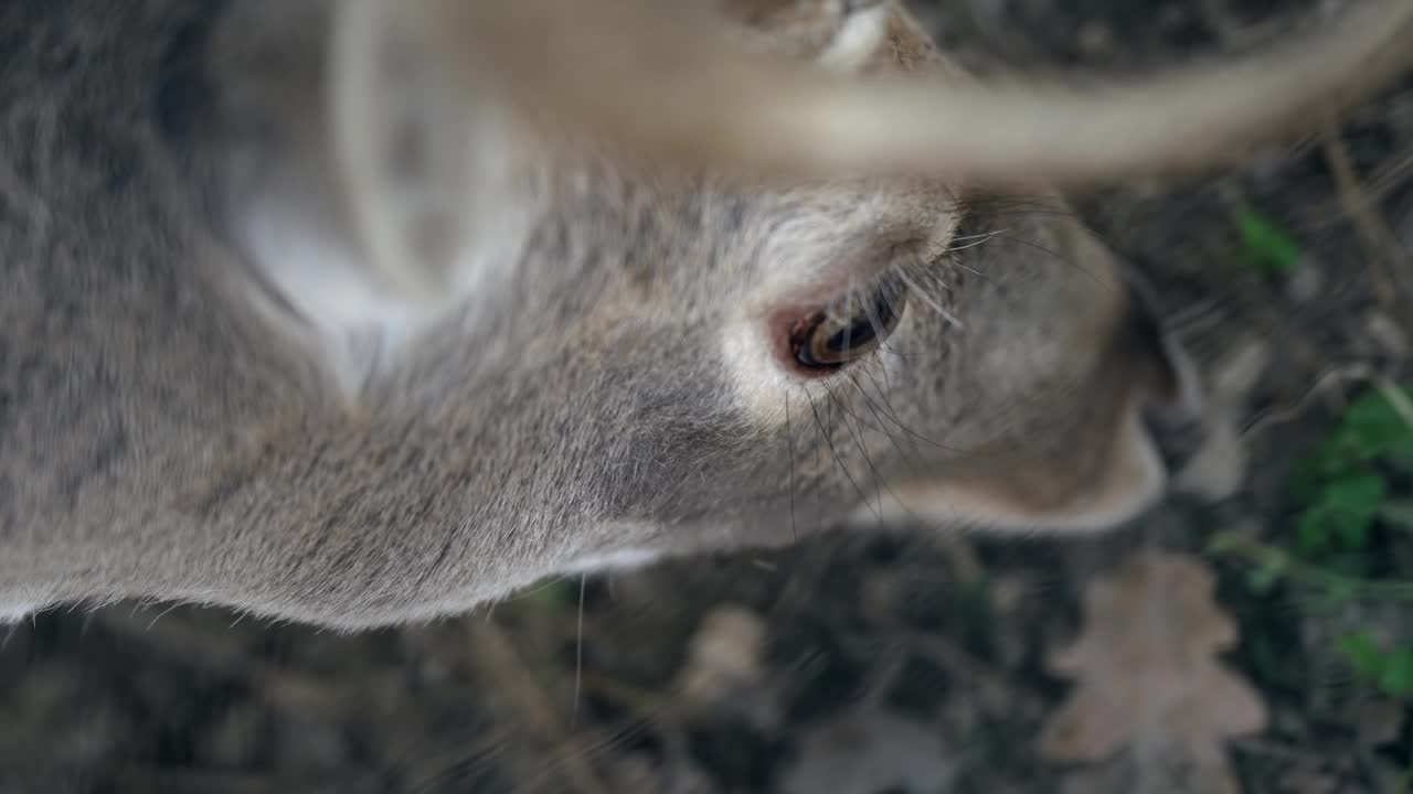 近距离拍摄一只吃马鹿的头和眼睛视频下载