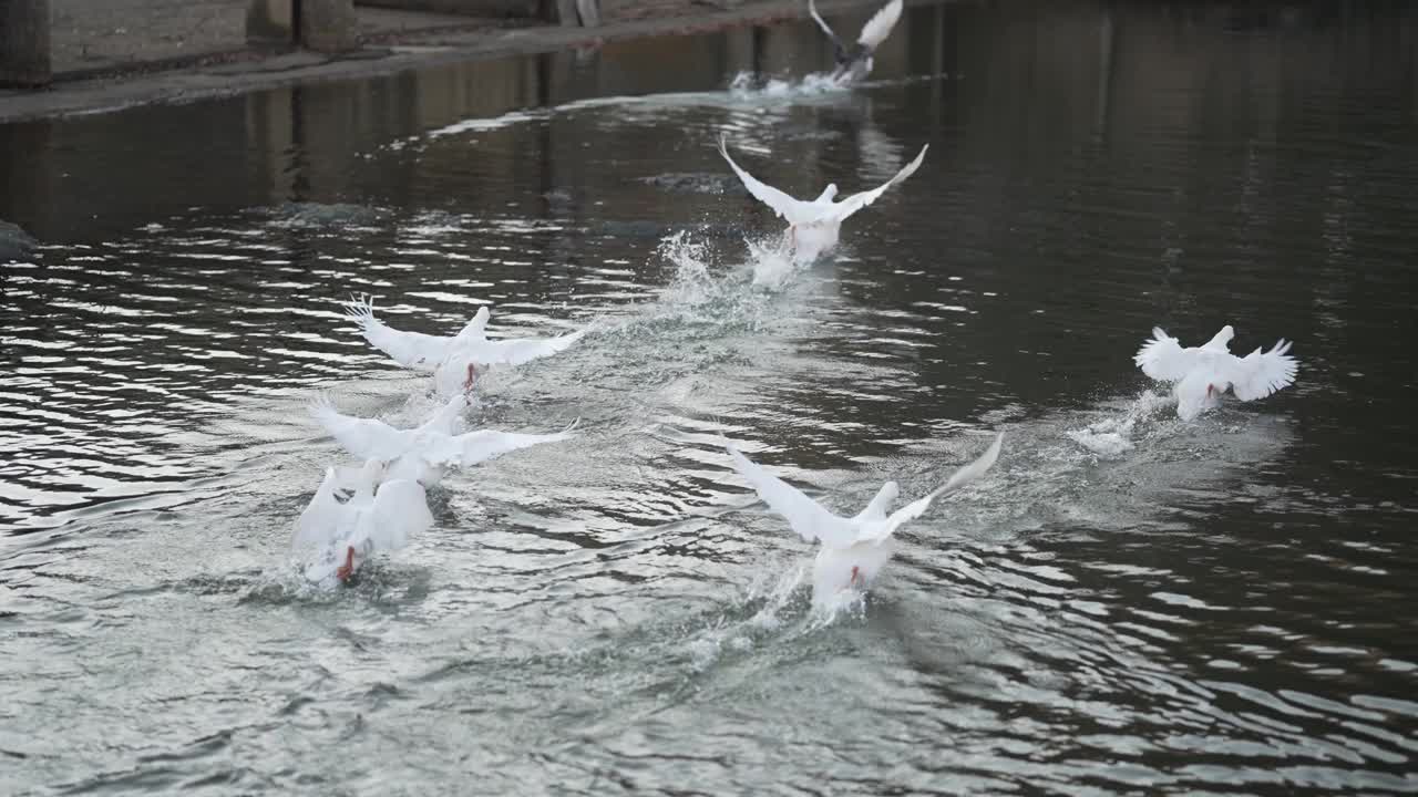 一群鹅扇动着翅膀在湖面上飞翔，动作缓慢视频下载
