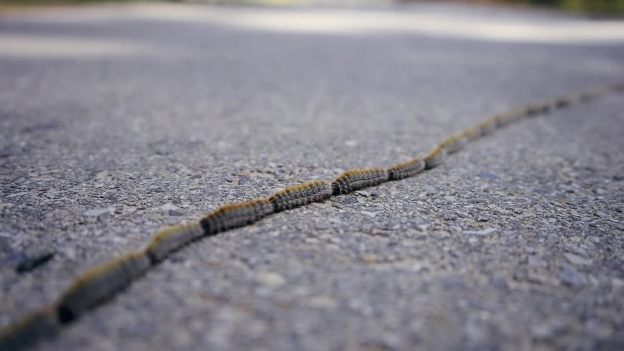 游行毛虫蛾在柏油路上排成长队移动视频下载