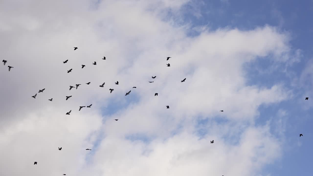 一大群鸽子鸟群在蓝天上飞翔，动作缓慢视频素材