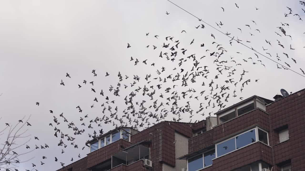成群的鸽子在烟雾缭绕的多云天空中飞翔，动作缓慢视频下载