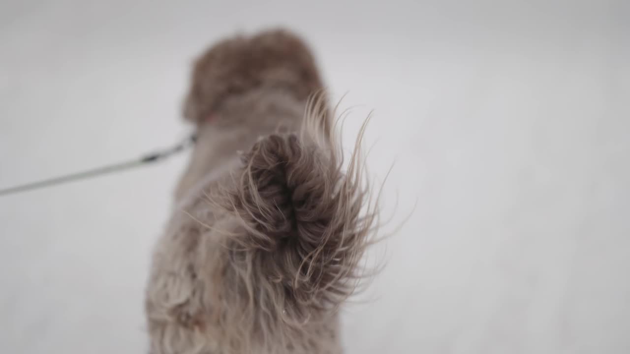 搜救犬在山体雪崩中搜寻幸存者，慢镜头视频下载