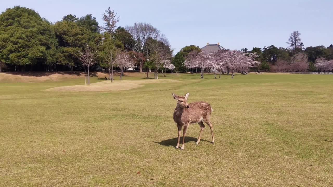 奈良公园的野鹿视频下载