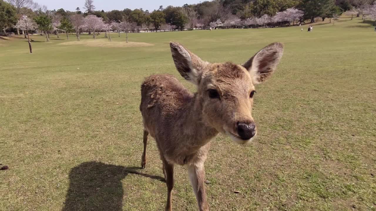奈良公园的野鹿视频下载