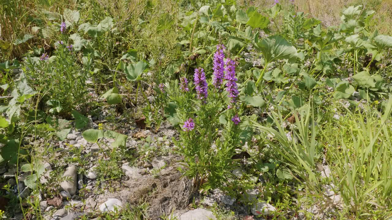 乌拉尔南部，河堤上开花的紫色松柏(Lythrum salicaria)。视频下载