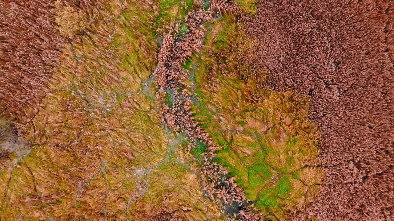 波兰秋天的河流和沼泽视频下载