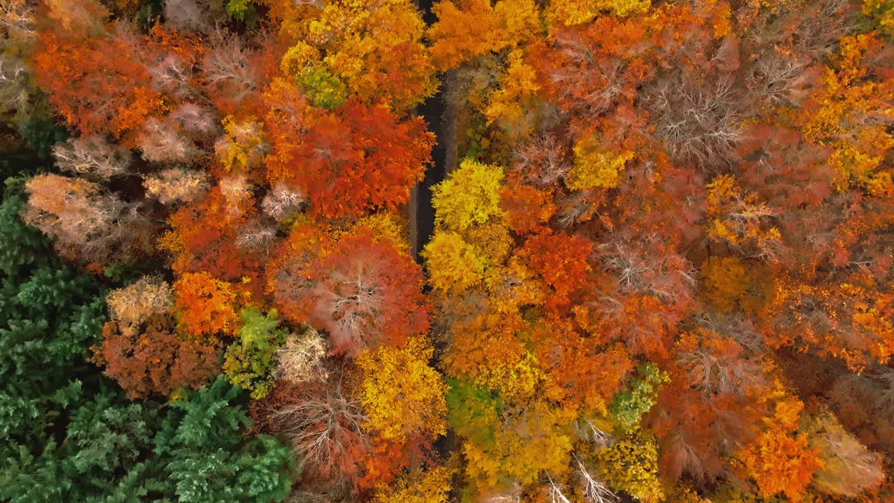 神奇的秋天在森林中被黑色的柏油路隔开。视频下载
