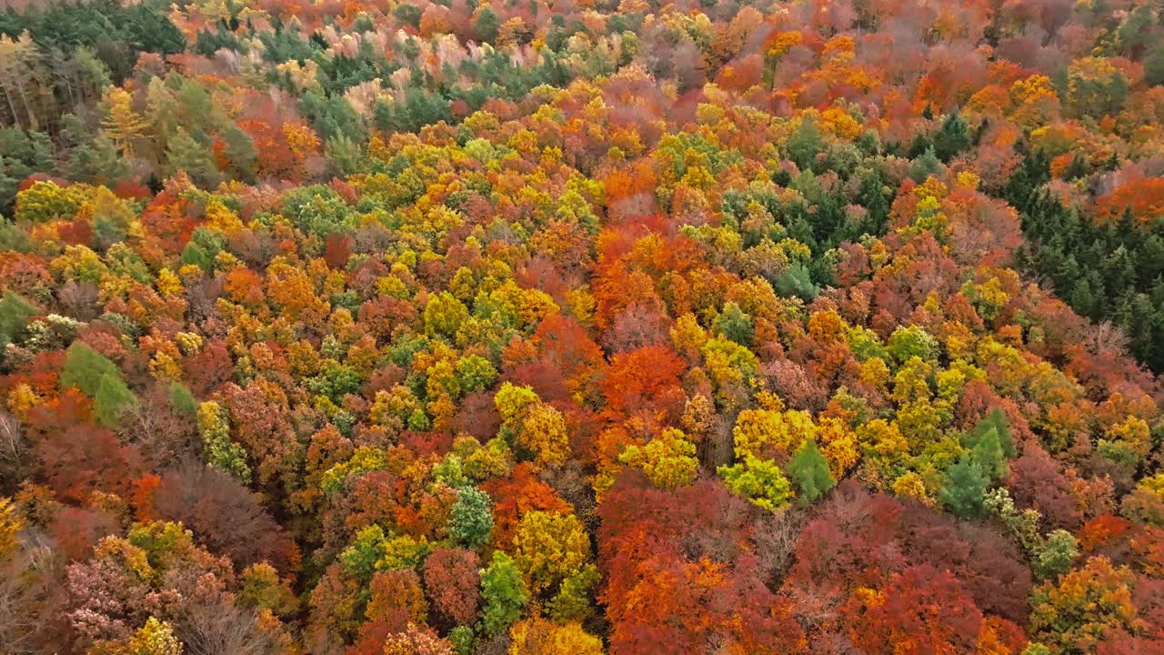 美丽的秋天在森林里有五颜六色的树叶和道路。视频下载