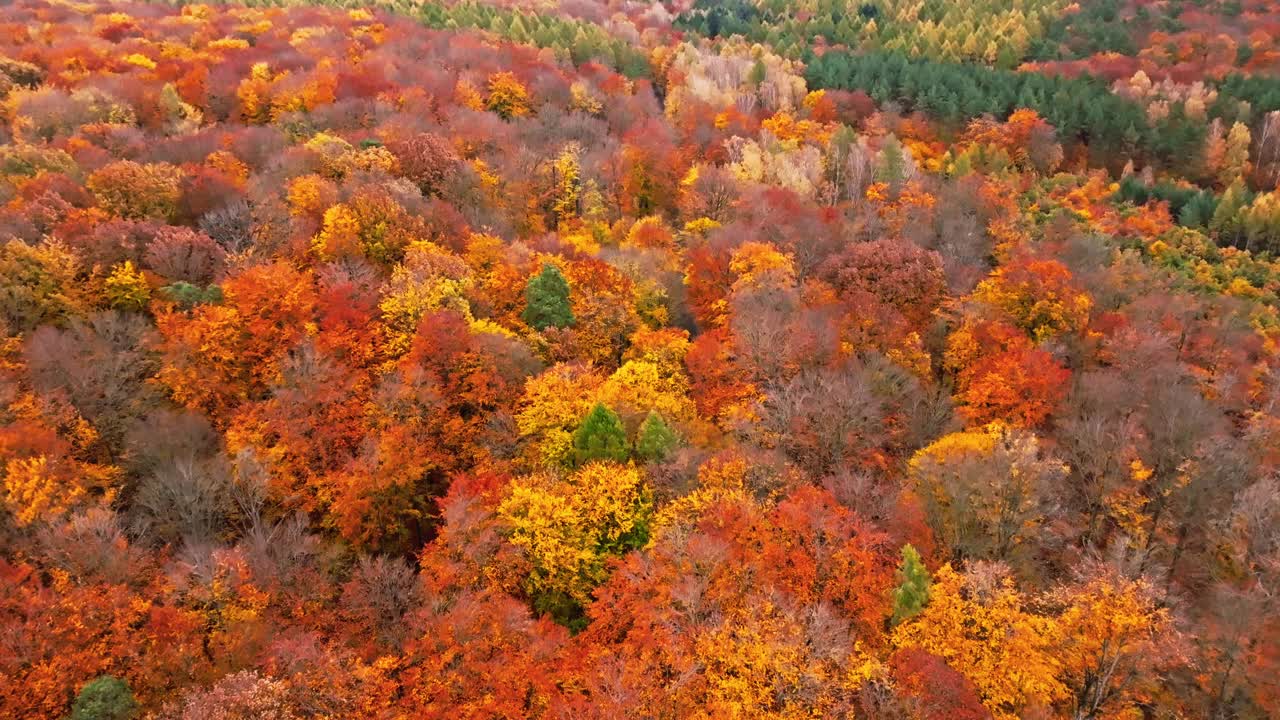 秋天的森林里有不同颜色的树木。视频下载