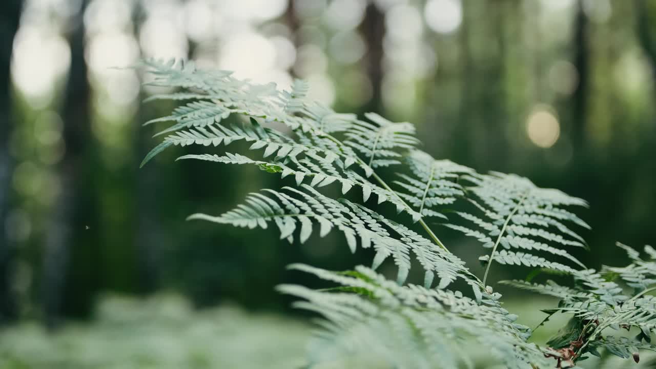 阳光明媚的森林里的蕨类植物，森林里蕨类叶子的特写，美丽的植物背景，田园诗般的森林里的早晨。高品质4K画面视频下载