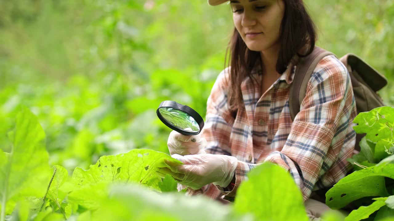 一位生物学家正在用放大镜观察有病虫叶子的植物。收集数据进行分析。有机农业的概念。近距离视频下载