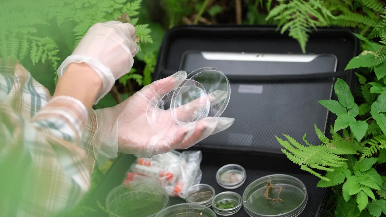 在树木繁茂的地区，生态学家采集植物样本，并将它们放在一个容器中，以便在实验室进行研究。环境和生态系统概念。生物活动。视频下载