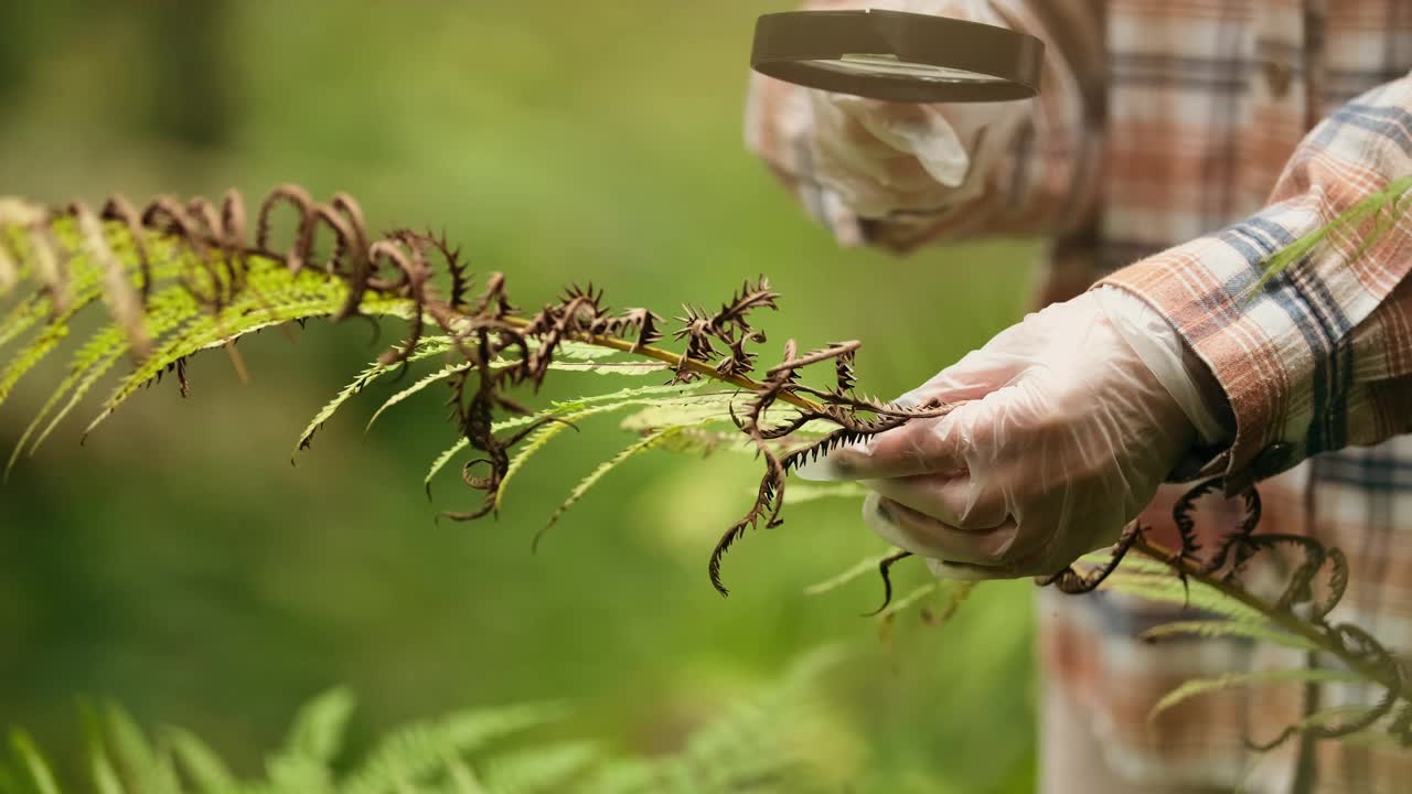 一位女性生物学家在森林里检查植物时的手特写。科学家分析树叶，研究植物群视频下载