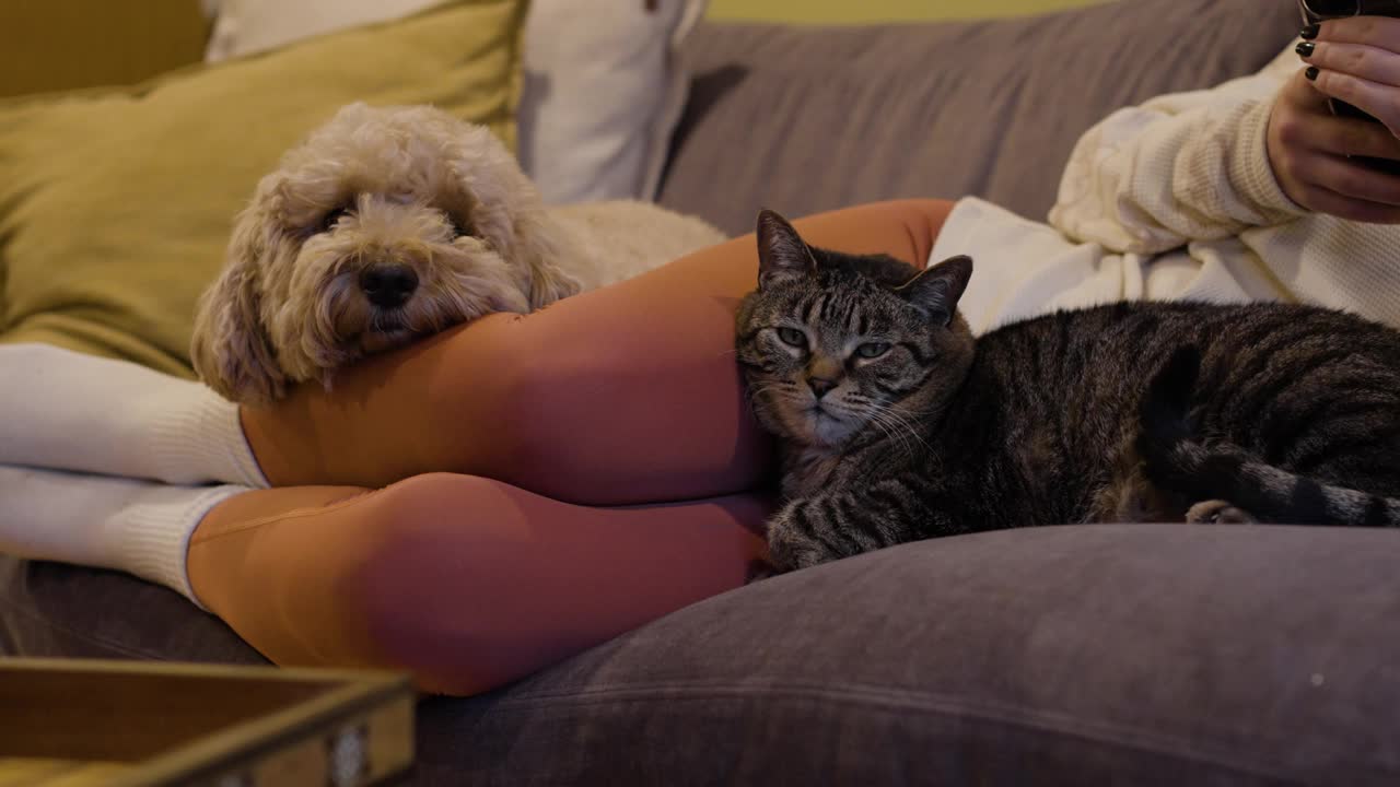狗和猫拥抱他们的主人视频下载