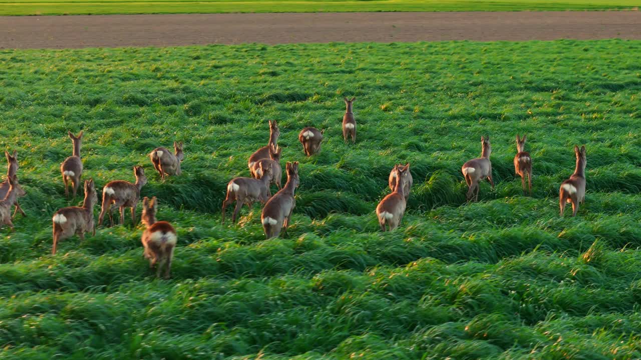 在阳光明媚的日子里，白尾鹿群在郁郁葱葱的绿色农田上奔跑视频素材