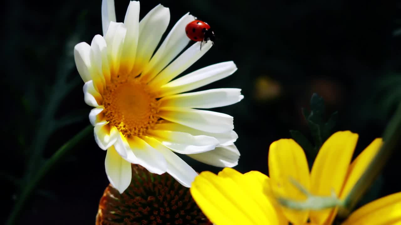 瓢虫坐在白色和黄色的花心随风摇曳视频下载