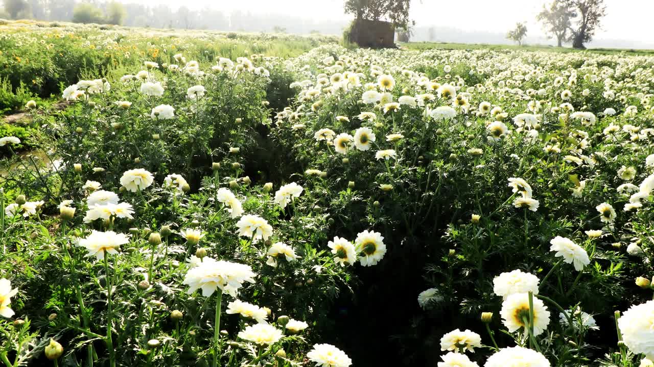 春天白色万寿菊花场的景色视频下载