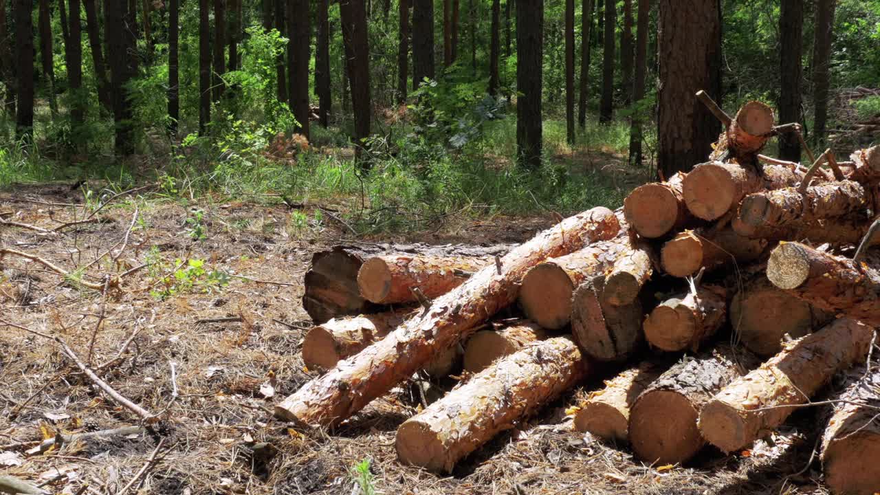 森林里被砍倒的树干视频下载