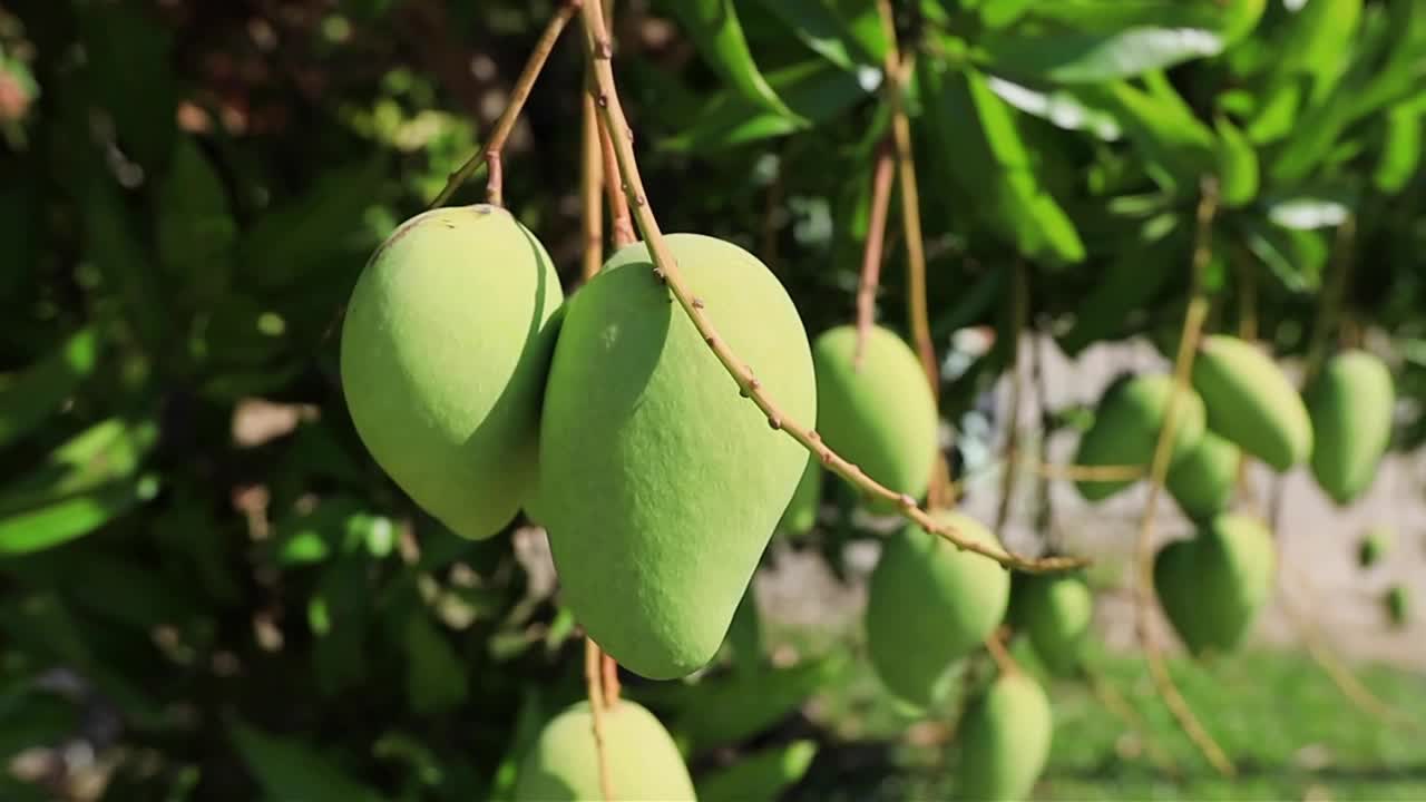 热带花园里树上的绿芒果视频下载