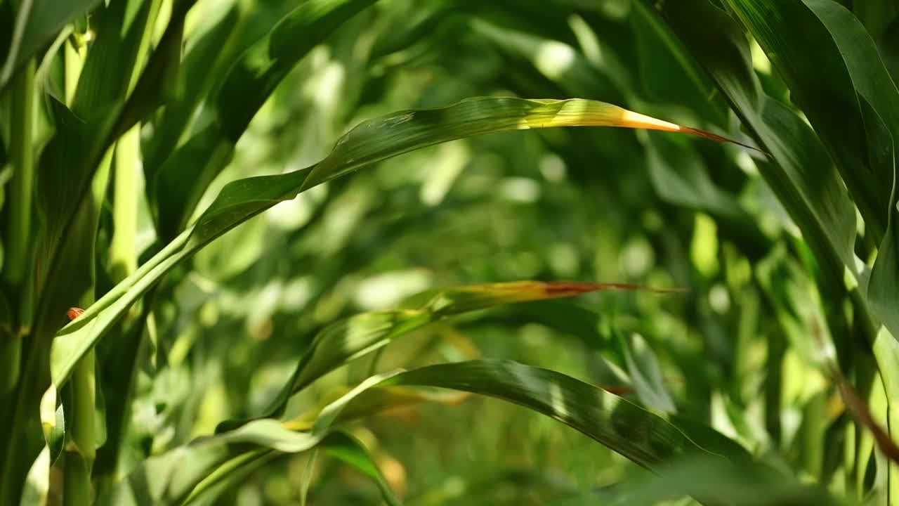 绿色玉米幼苗种植在完全清洁的农业种植场上，没有杂草，低角度观看视频下载