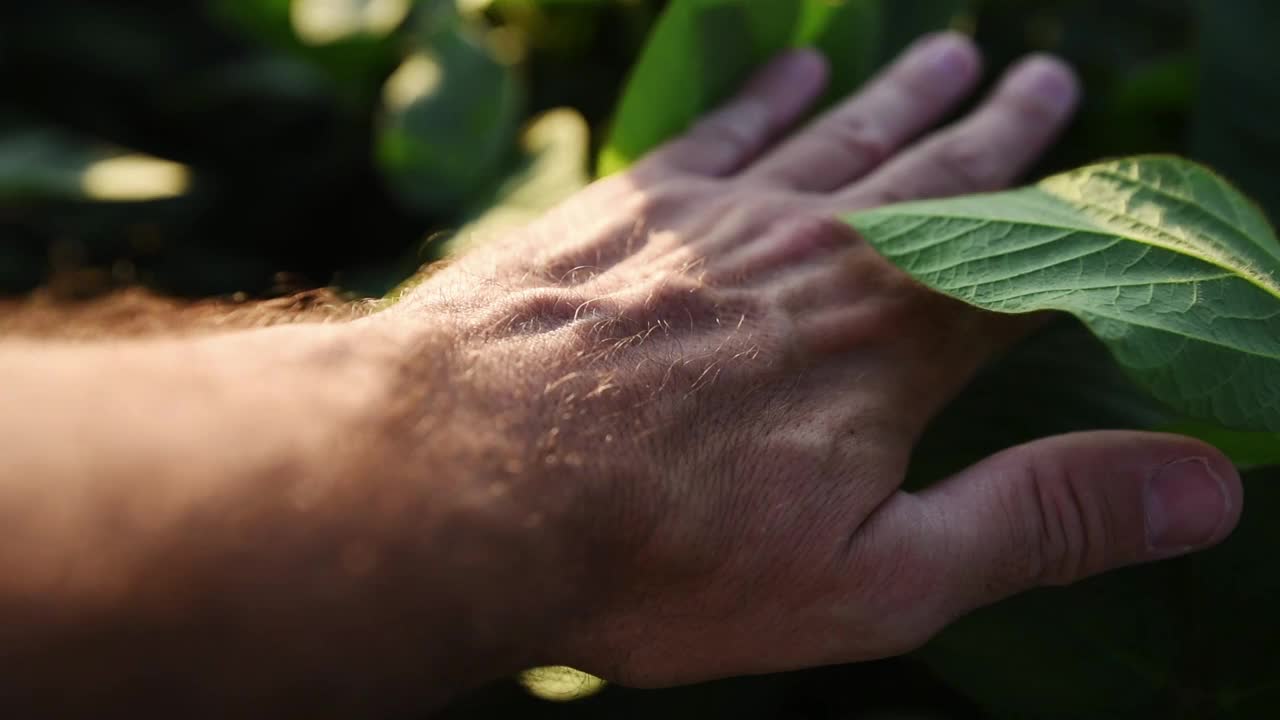 农民在田间检查大豆作物，男性触摸植物的手特写视频下载