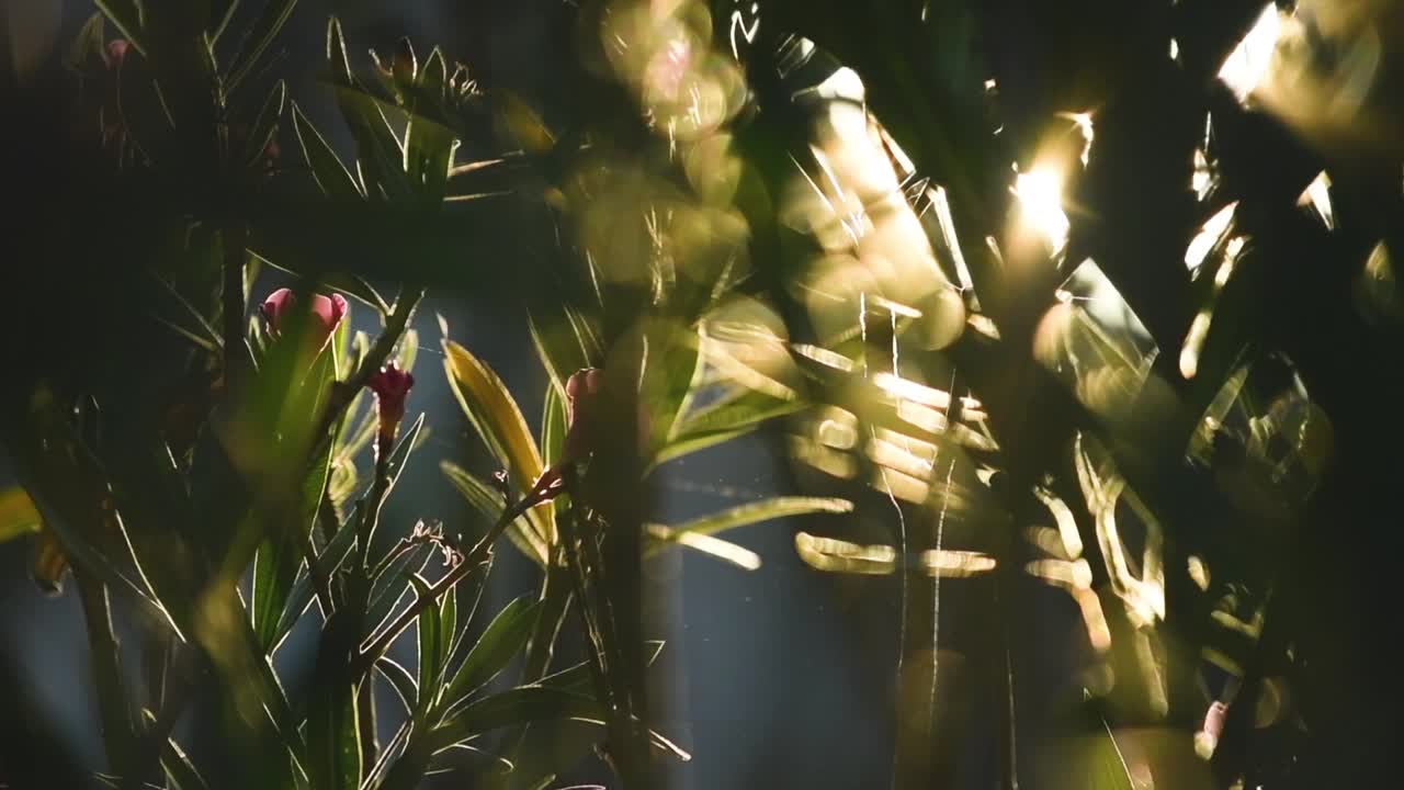 夹竹桃花园在夏天开花视频下载