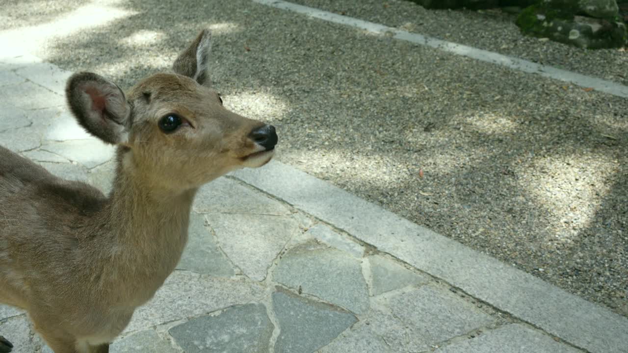 奈良鹿群拒绝吃游客手中的饼干，这是日本的热门景点视频下载