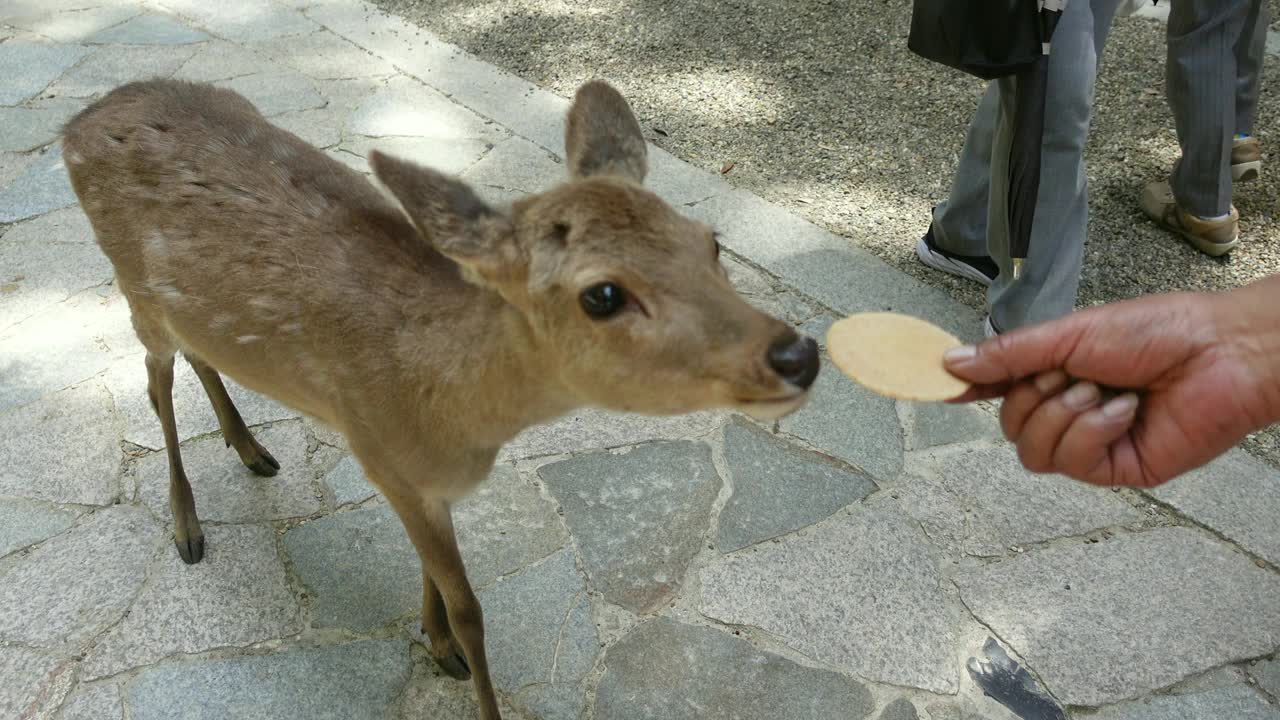 奈良鹿群拒绝吃游客手中的饼干，这是日本的热门景点视频下载
