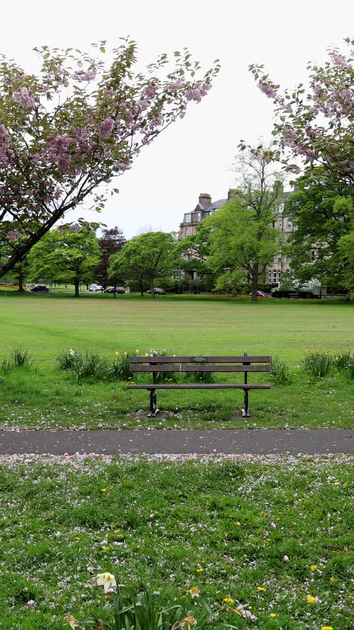 在英国北约克郡哈罗盖特镇拍摄的一组春天美丽花树的肖像镜头，展示了一条两旁有花树的公共步行道和一个公园视频下载