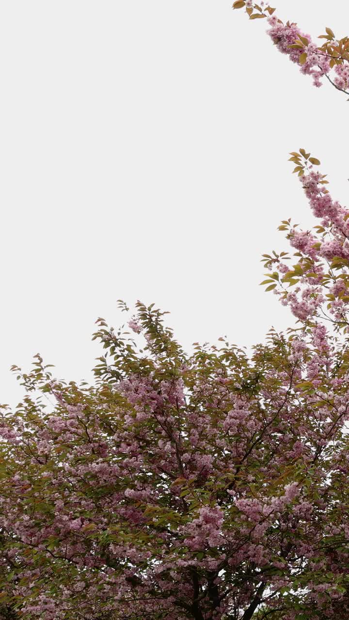 在英国利兹的哈罗盖特镇拍摄的美丽花树的春季肖像镜头视频下载