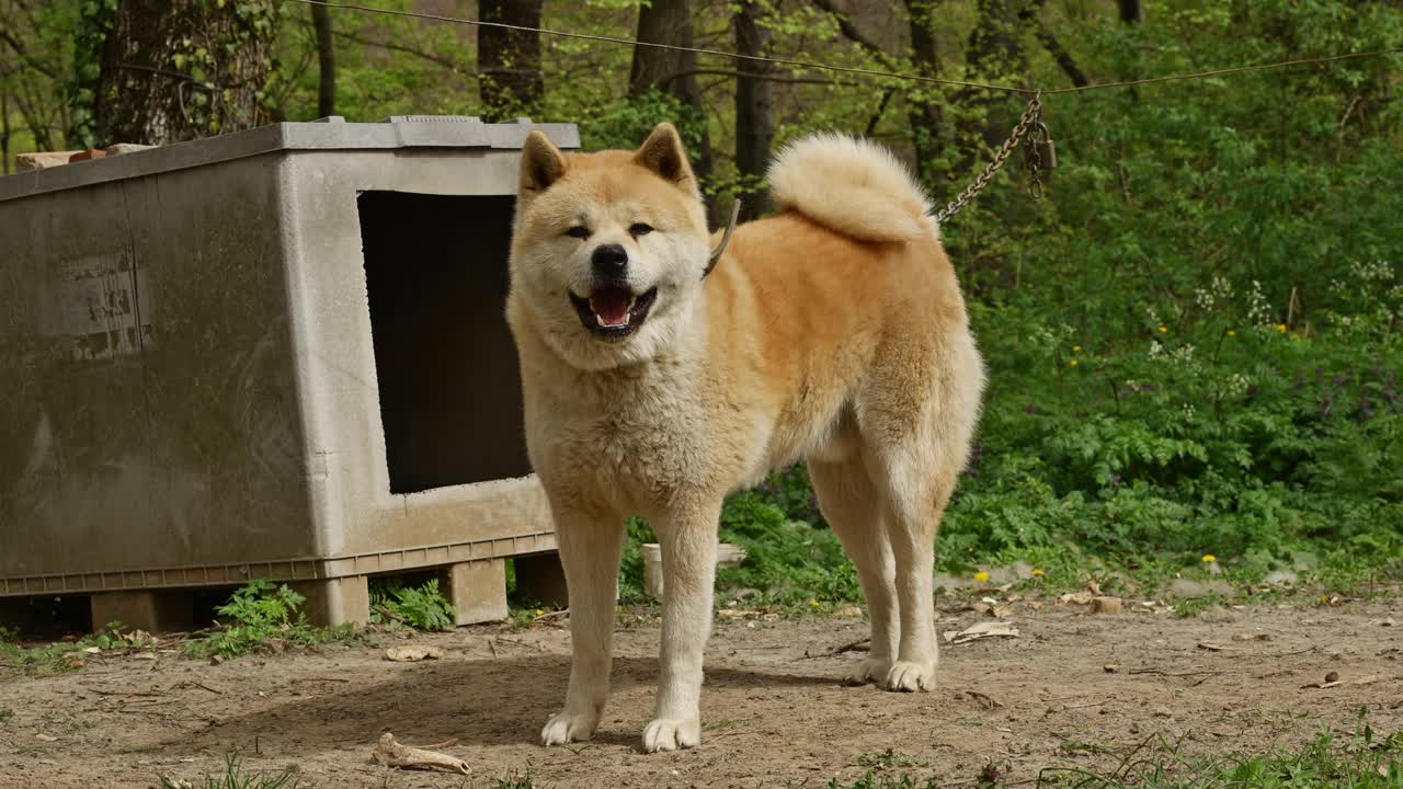 秋田犬被拴在后院的链子上视频下载