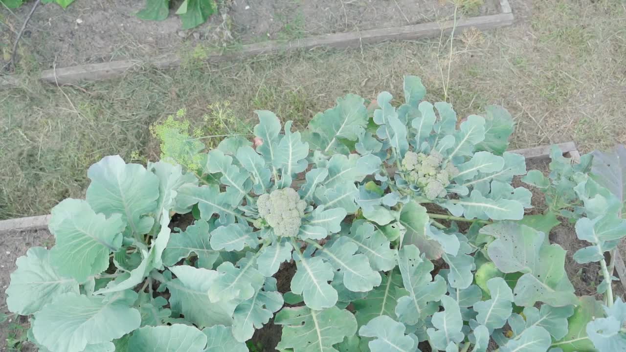 蔬菜园里生长的生西兰花，特写俯视图视频下载