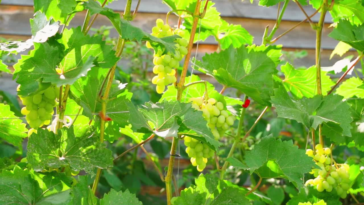 流畅的镜头运动沿着葡萄园生长的绿色葡萄，阳光明媚的夏日视频下载