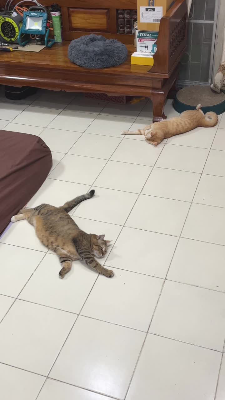 胖虎斑猫和小橙色猫在瓷砖地板上视频下载