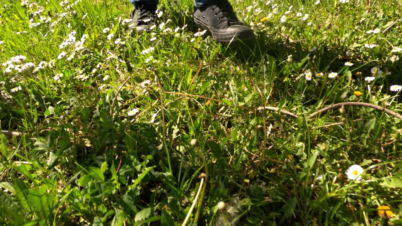 春天的早晨，一个人走在长满雏菊和蒲公英的草地上，低角度观看视频下载