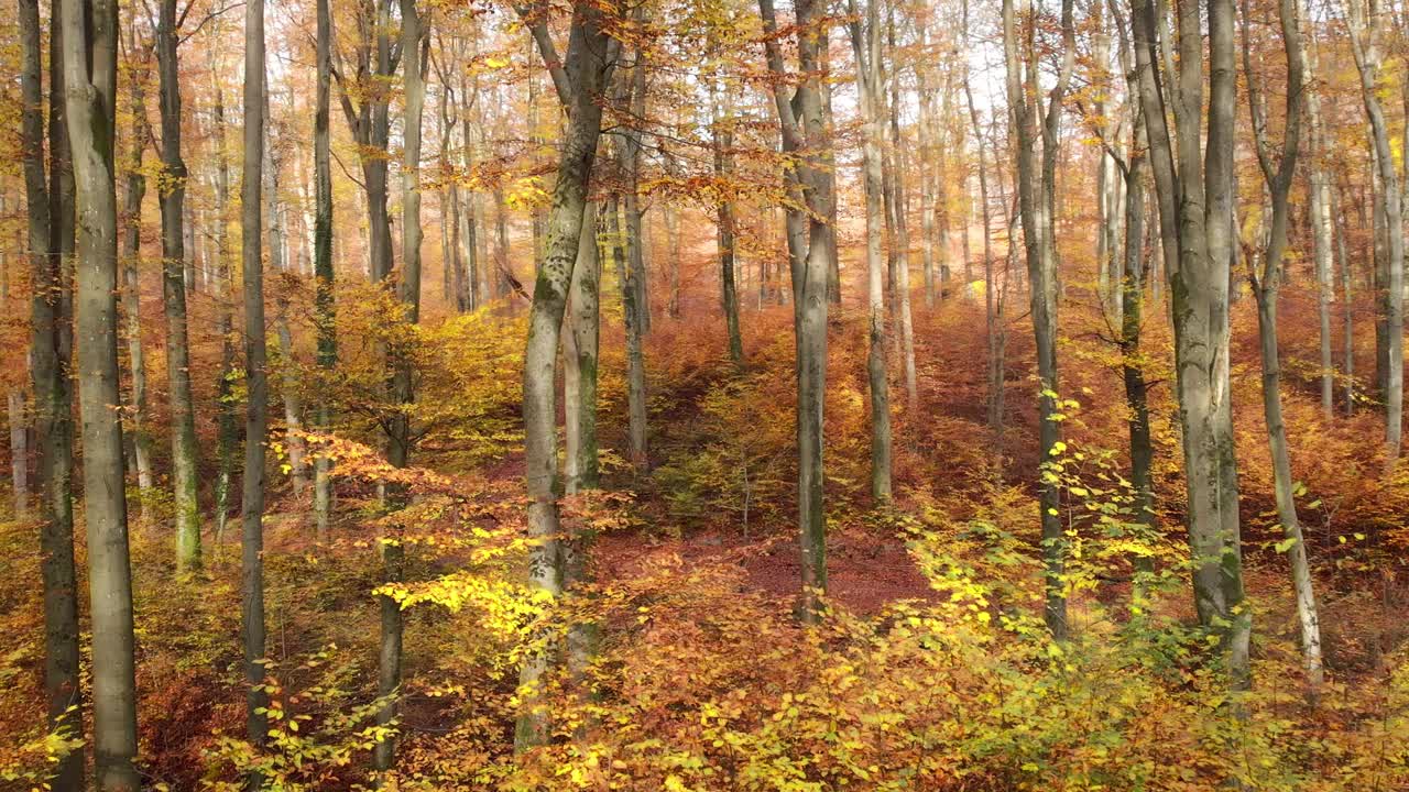 无人机拍摄的秋天风景秀丽的林地视频下载