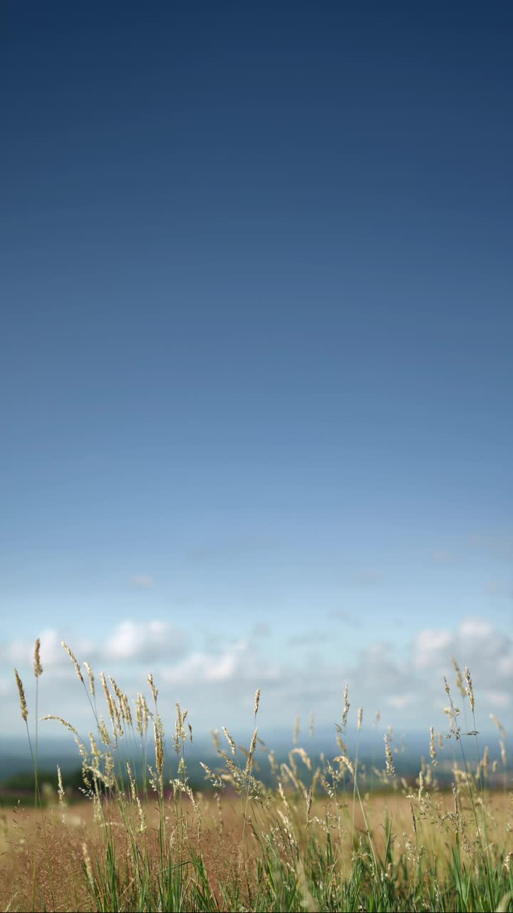 高高的草和蓝色的天空。视频下载