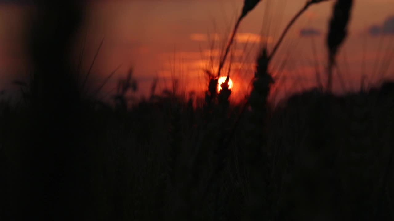 麦田在夕阳的风中翩翩起舞，慢动作视频下载