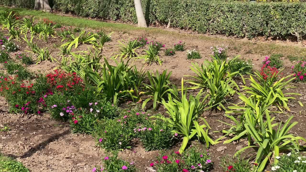 在公园里栽培花卉视频下载