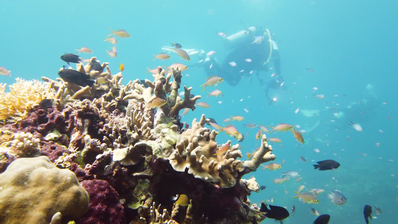 珊瑚礁的海底世界。莱特岛,菲律宾。视频下载