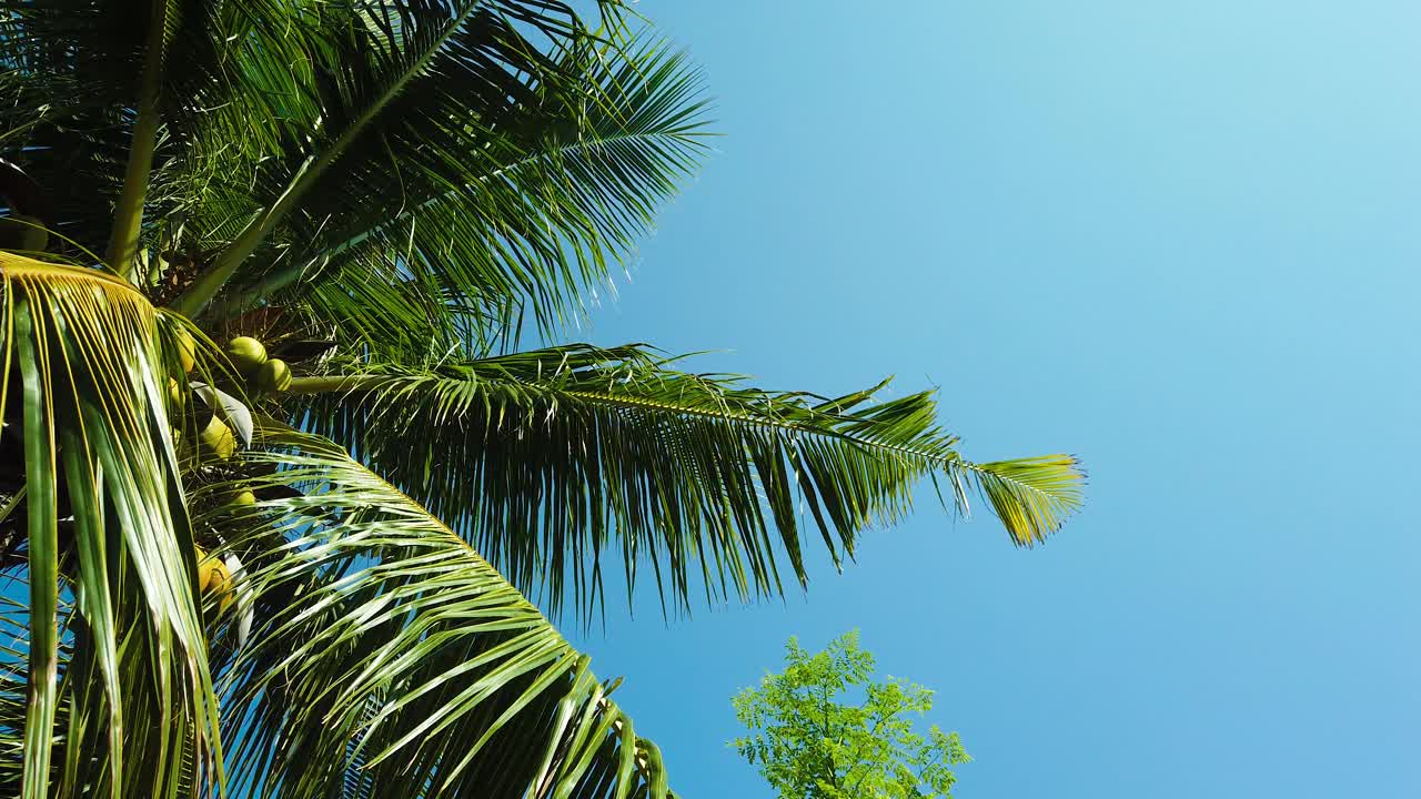 棕榈树映衬着蓝天。视频下载